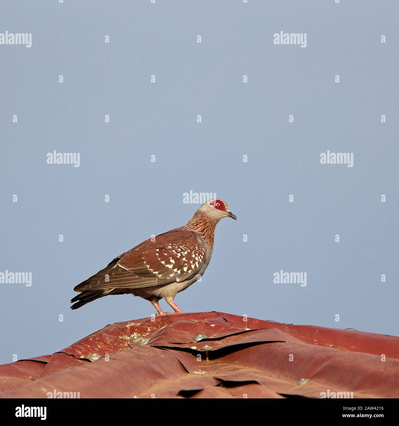 Speckled Pigeon (Columba guinea) on a tin roof, Tendaba camp, Gambia. Stock Photo