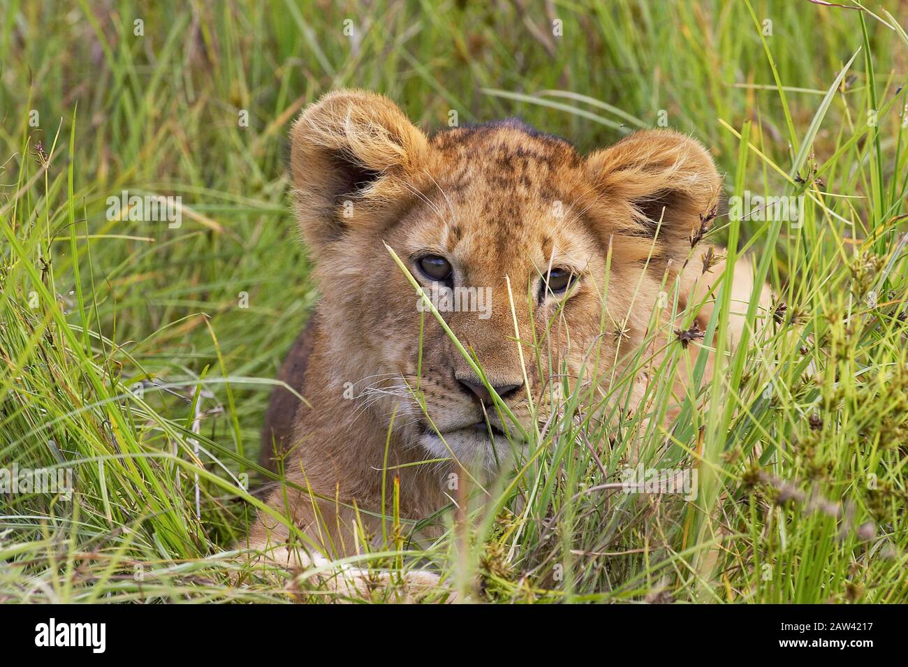 African Lion, panthera leo, Cub laying in Long Grass, Masai Mara Park ...