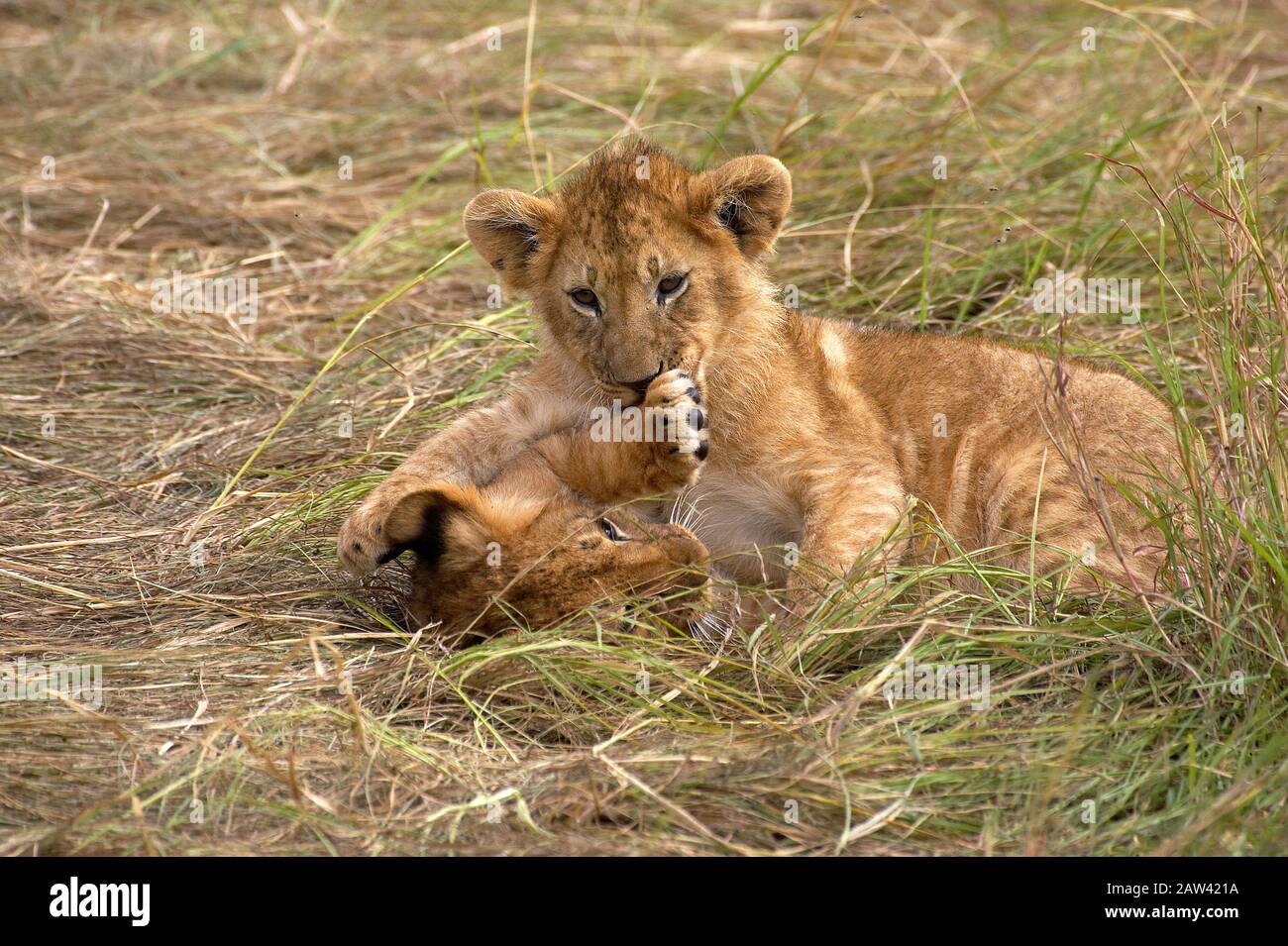 African Lion, panthera leo, Cub playing, Masai Mara Park in Kenya Stock ...