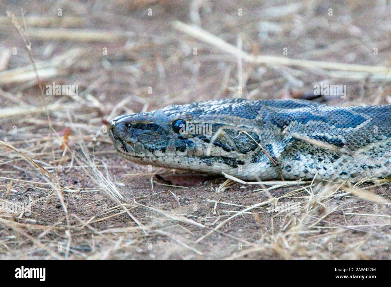 African Rock Python (Python sebae), This snake was at least 3 metres in length, near Tendaba, Gambia. Stock Photo