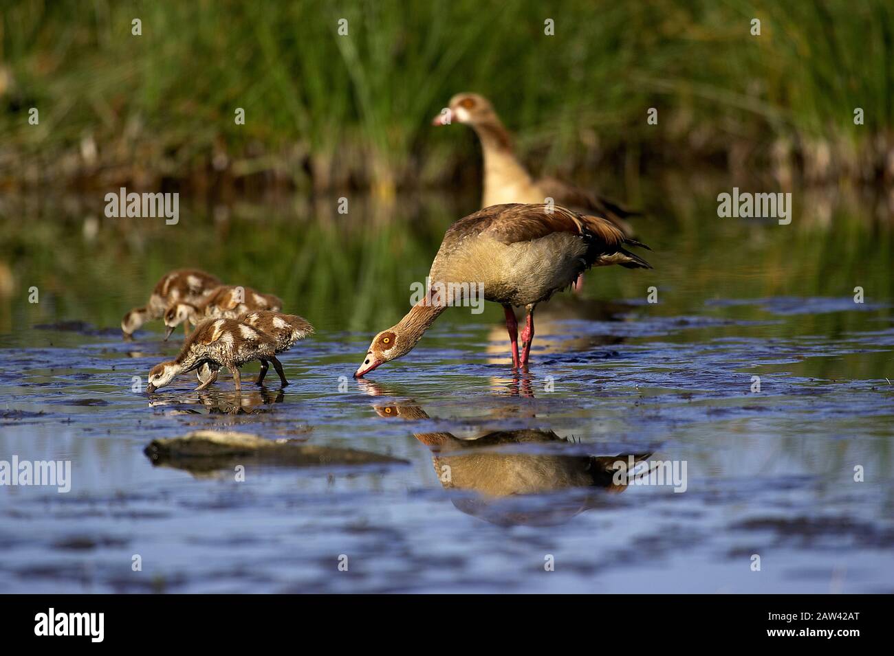 Egyptian Goose, alopochen aegyptiacus, Pair with Goslings standing in Water, Kenya Stock Photo