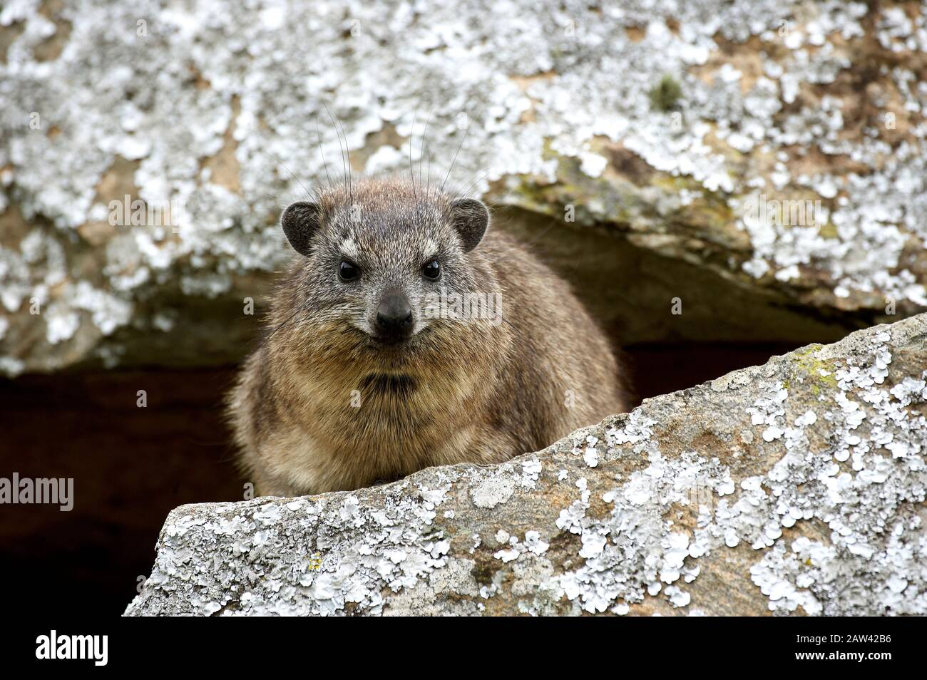 Rock Hyrax or Cape Hyrax, procavia capensis, Adult standing on Rocks ...