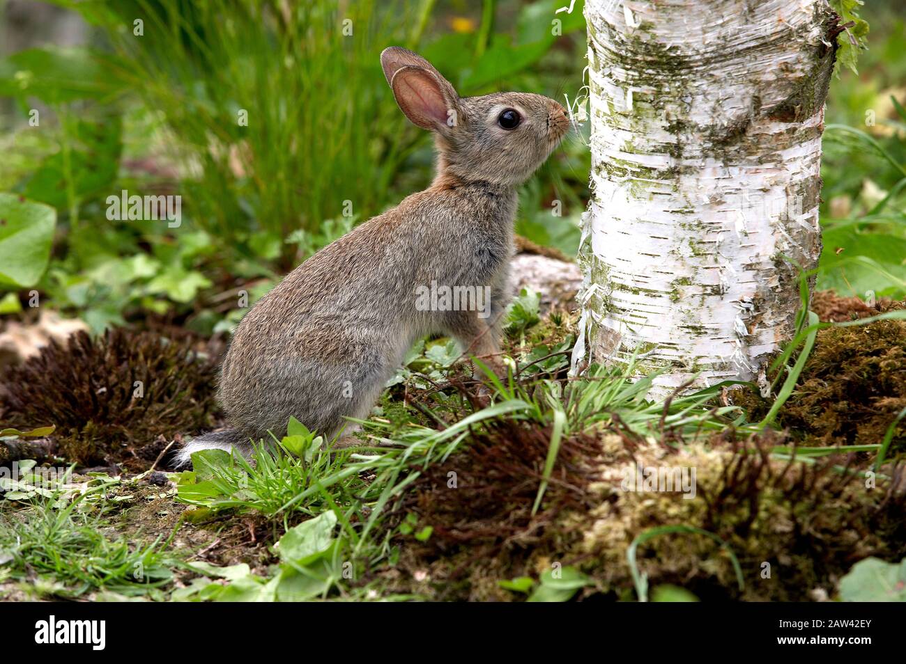 Rabbit tree trunk hi-res stock photography and images - Alamy