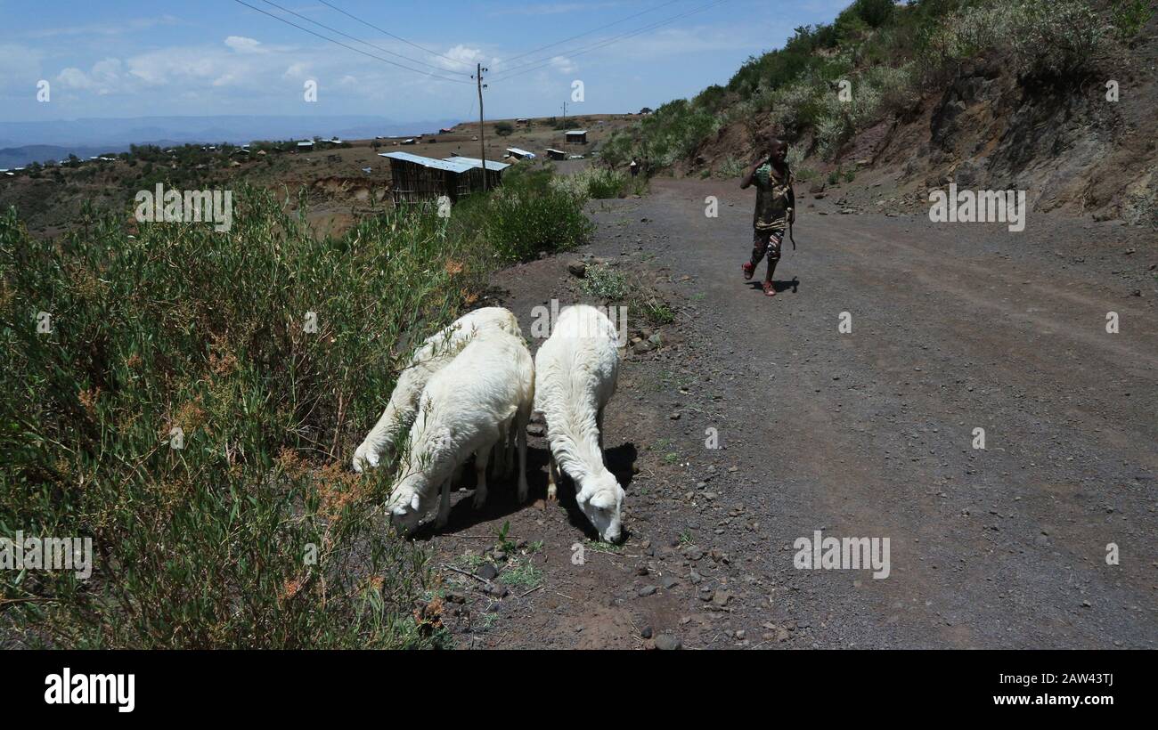 Three white sheep graze on the side of the track with boy shepherd walking behind Stock Photo