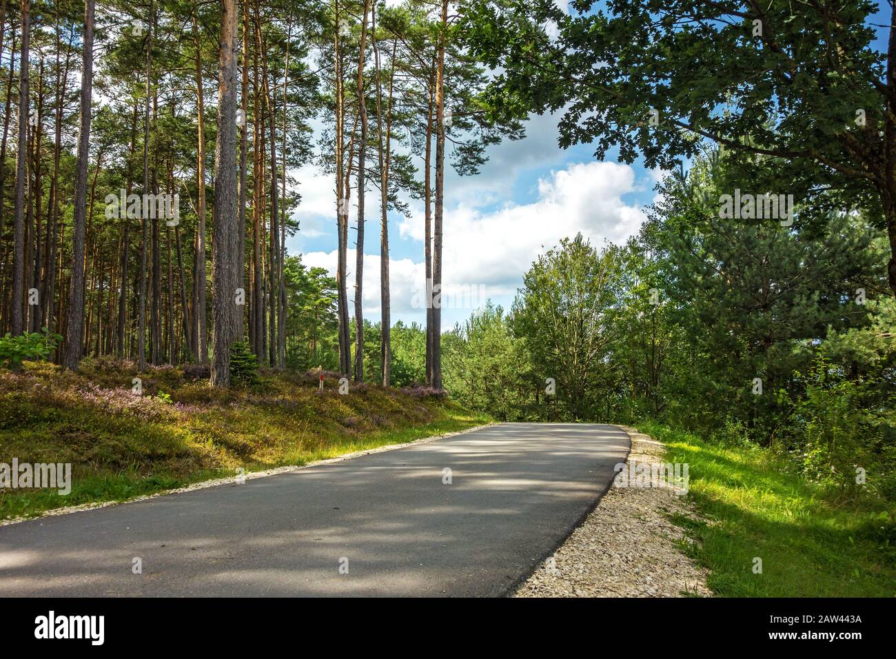 Bike cycle way through the forest along the Brombachsee Stock Photo Alamy