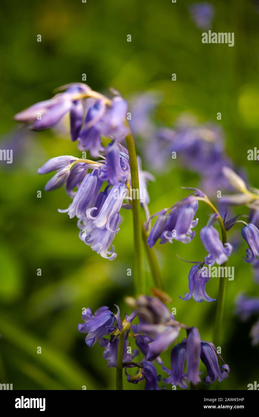 Close up of bluebells in full flower. Main flower sharp against a blurred background. Springlike and fresh. Stock Photo