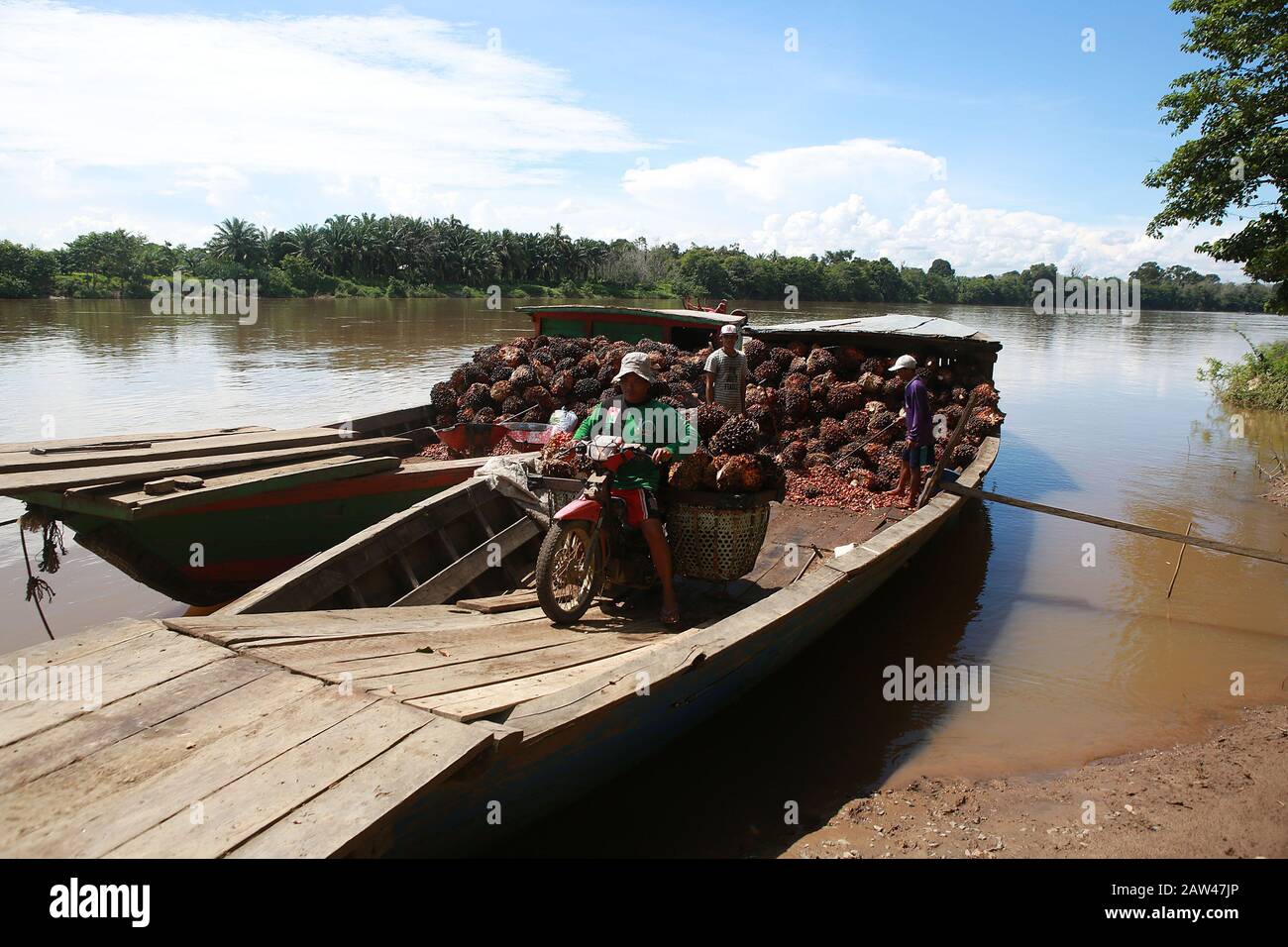 Workers seen moving palm oil harvests from boats in the Musi River Sanga sub-district, Musi Banyuasin District Village, South Sumatra, Indonesia, on April 14, 2019. Farmers complain that low oil palm prices do not reach Rp. 2000 percent, this has an impact on the farmers' economy. Stock Photo