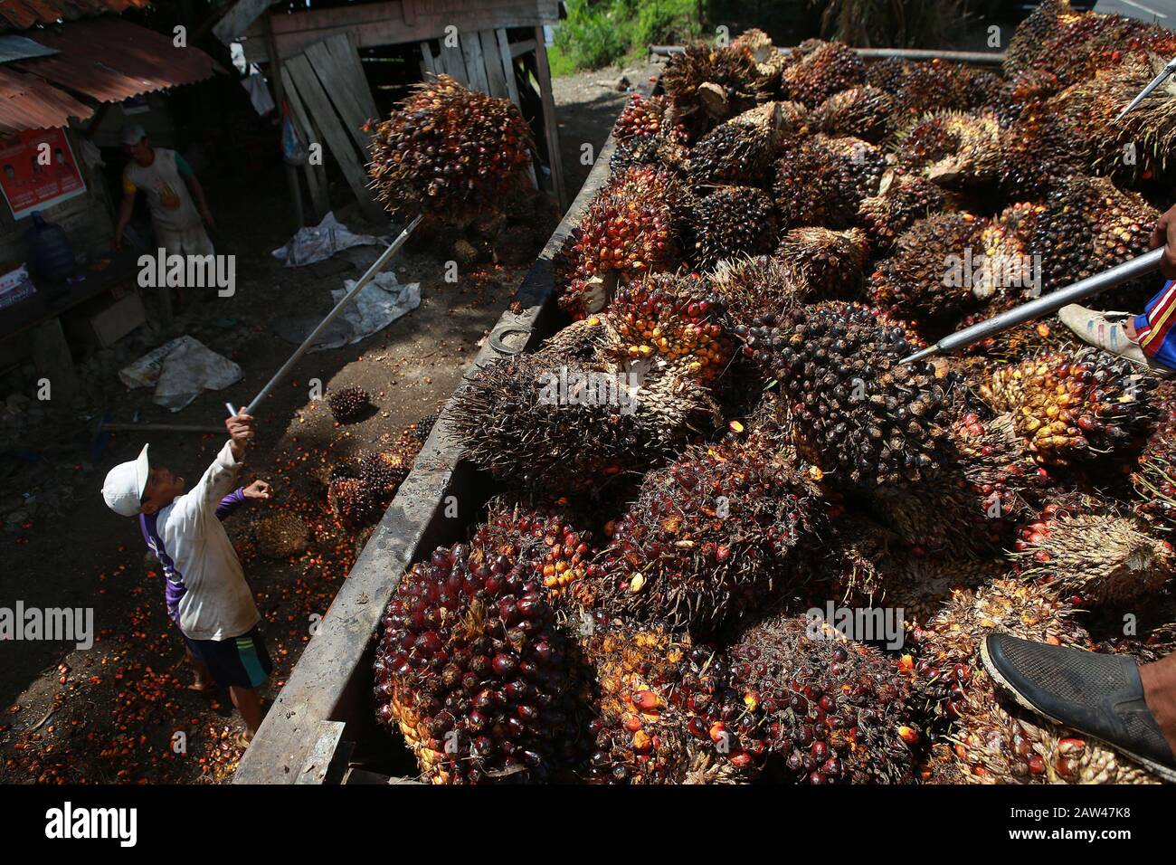 Workers seen collecting palm oil harvests in the village of Musi Banyuasin Regency, South Sumatra, Indonesia, on April 14, 2019. Farmers complain about low oil palm prices not reaching Rp. 2000 percent, this has an impact on the farmers' economy. Stock Photo