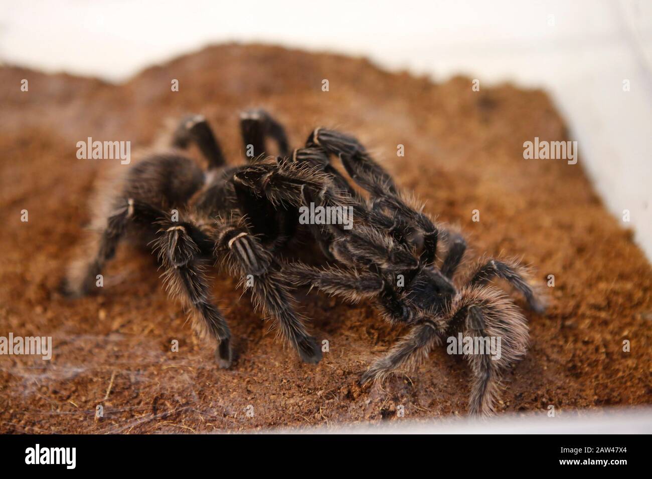 A number tarantulas from several species are seen in Lampung, Indonesia. Aldo Tan (tarantula collector) breeds thousands of tarantulas, the tarantula (Harpactira Pulchripes) from Africa, a rare species in the world. The price of a one-year-old tarantula reaches Rp 2.5 million per head. Stock Photo