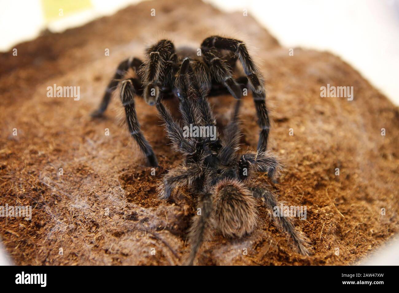 A Number Tarantulas From Several Species Are Seen In Lampung Indonesia Aldo Tan Tarantula Collector Breeds Thousands Of Tarantulas The Tarantula Harpactira Pulchripes From Africa A Rare Species In The World The<script async src=