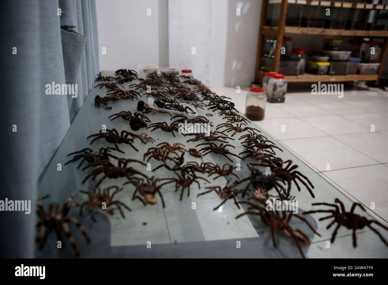 A number tarantulas from several species are seen in Lampung, Indonesia. Aldo Tan (tarantula collector) breeds thousands of tarantulas, the tarantula (Harpactira Pulchripes) from Africa, a rare species in the world. The price of a one-year-old tarantula reaches Rp 2.5 million per head. Stock Photo