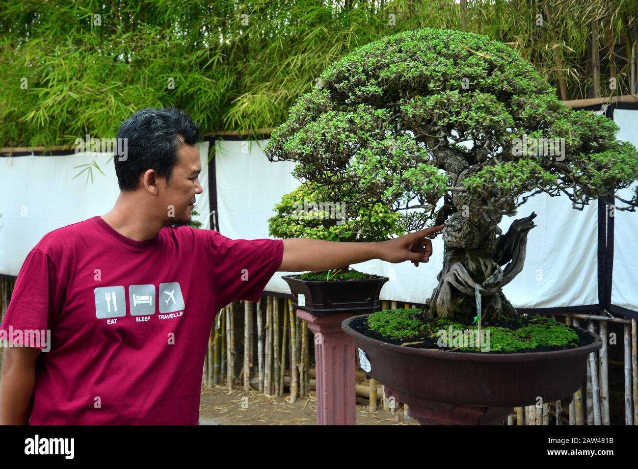 Visitors see the plants at the location of the Bonsai contest held in Jember, East Java, Indonesia, Wednesday August 21, 2019. In the art contest, the plants dwarf these plants, in addition to achievement events, also as a venue for environmental promotion and increased creativity for the creative industry of Bonsai art. Stock Photo