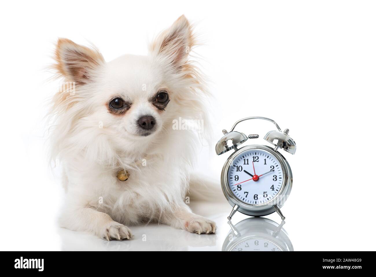 Chihuahua Clock Chihuahua Clock