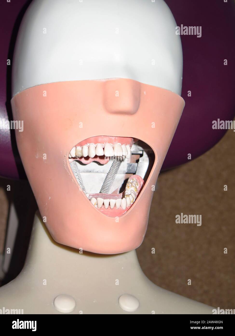 Dummy head with false mouth for dentist training Stock Photo Alamy