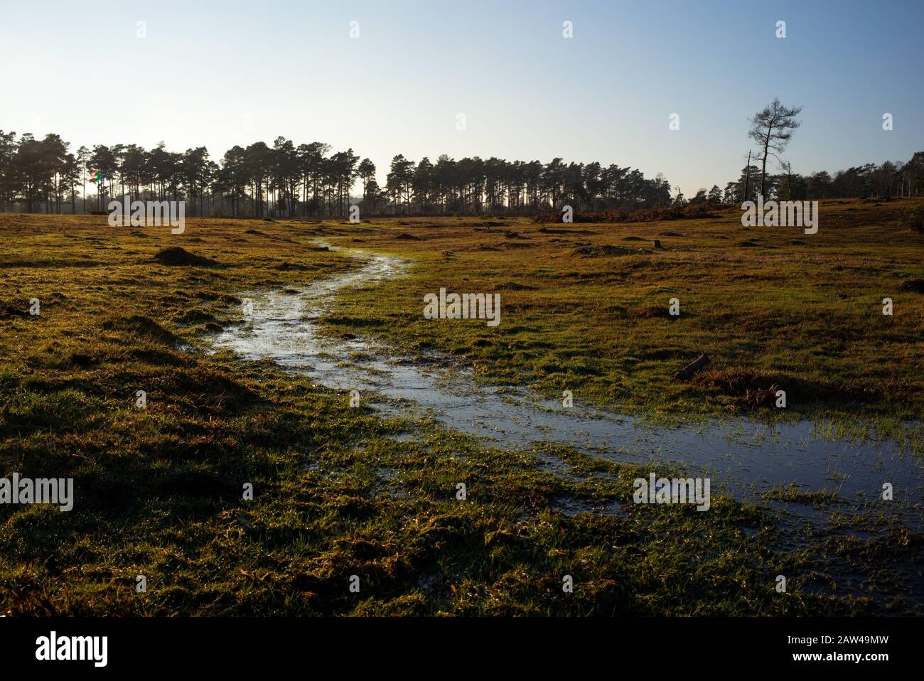 The New Forest Hampshire England landscape of a stream across heathland as the sun sets showing the result of conservation work to reintroduce wetland Stock Photo
