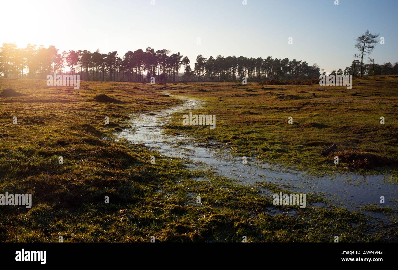 The New Forest Hampshire England landscape of a stream across heathland as the sun sets showing the result of conservation work to reintroduce wetland Stock Photo