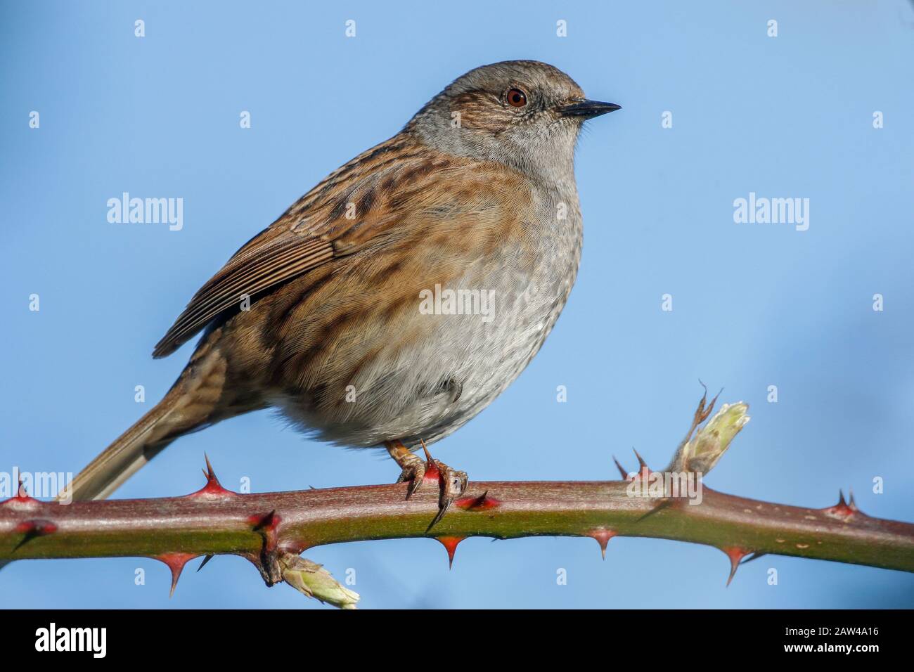 Dunnock Prunella Modularis Stock Photo Alamy