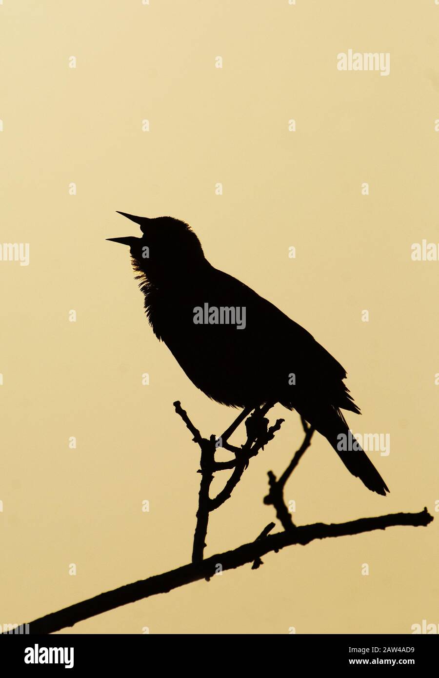 Blackbird vector Cut Out Stock Images & Pictures - Alamy