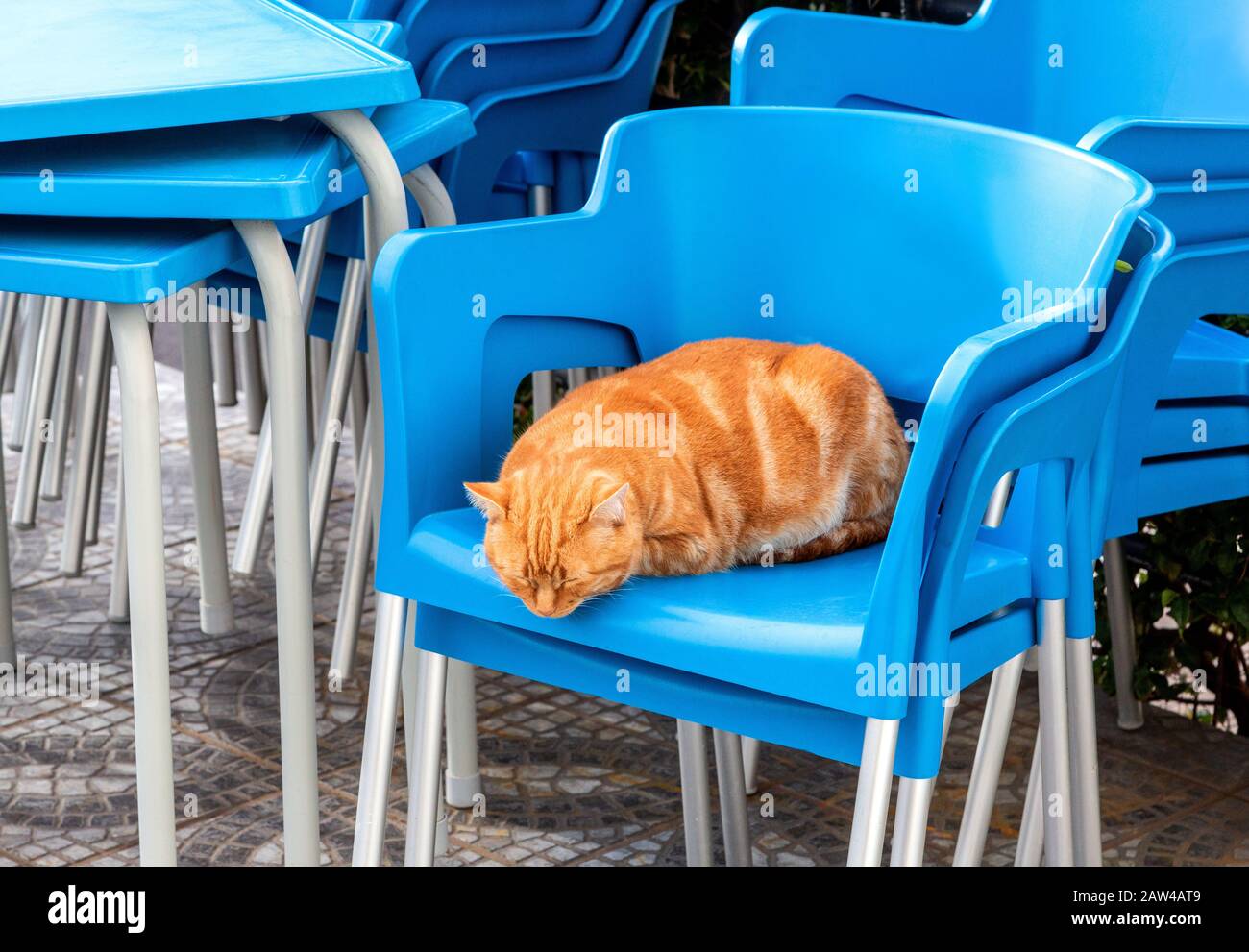 red cat sleeps on blue chairs Stock Photo