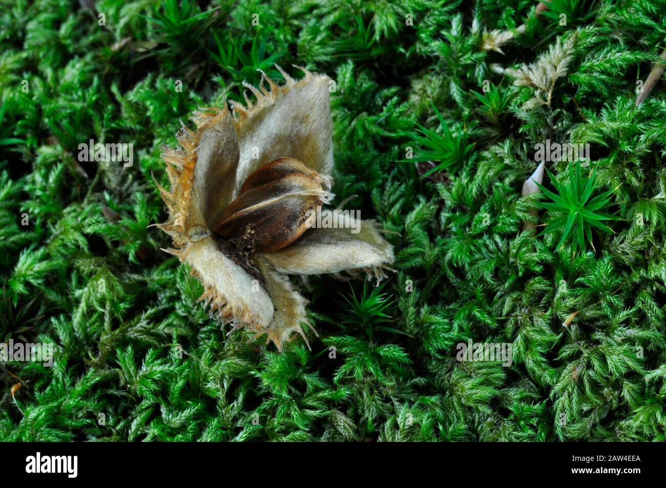 Ripe beech nut on moss Stock Photo