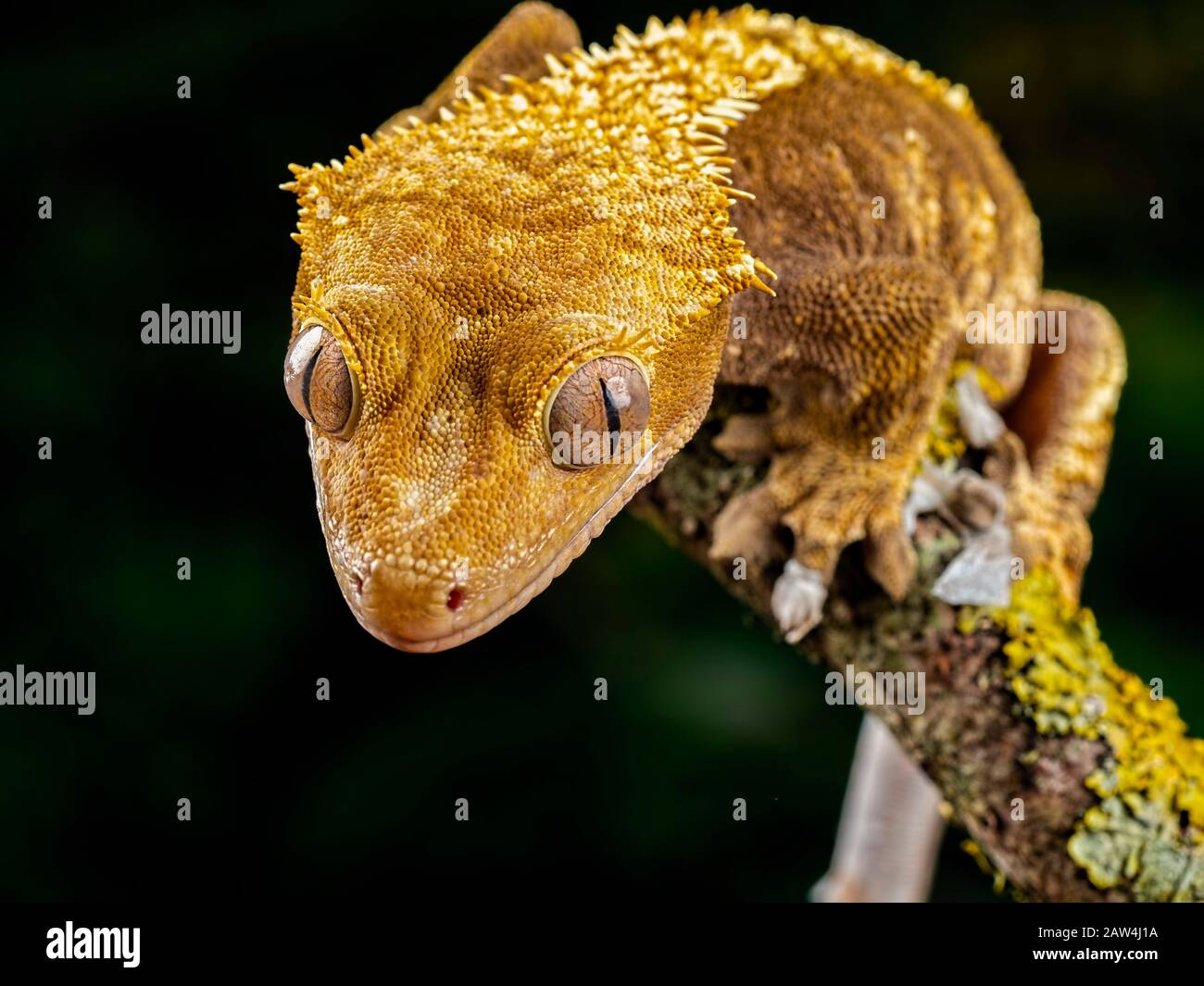 Golden gecko Stock Photo