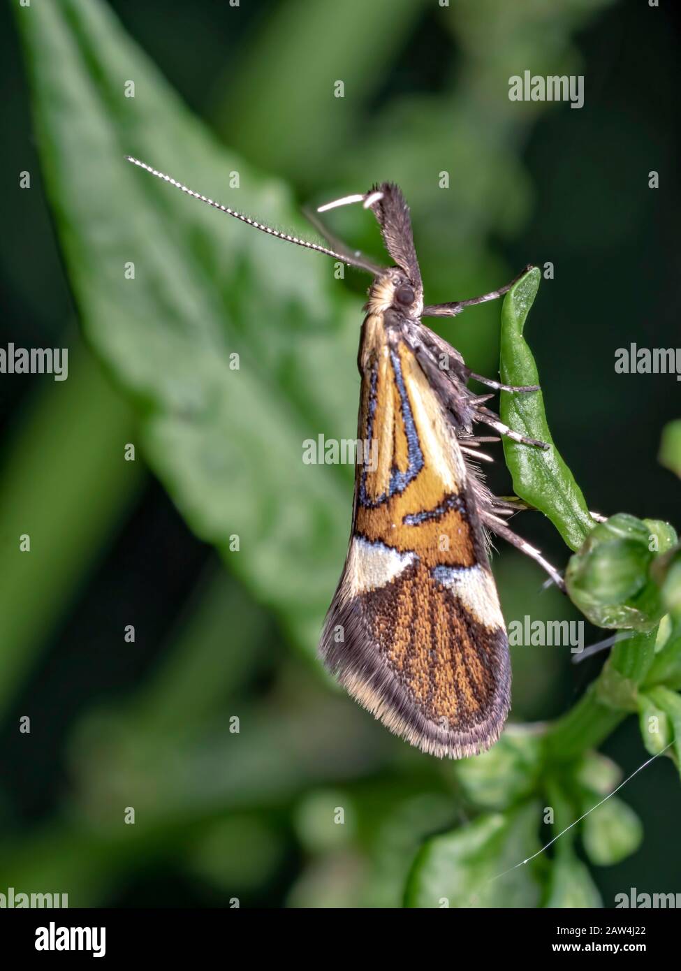 A Common Tubic moth Stock Photo