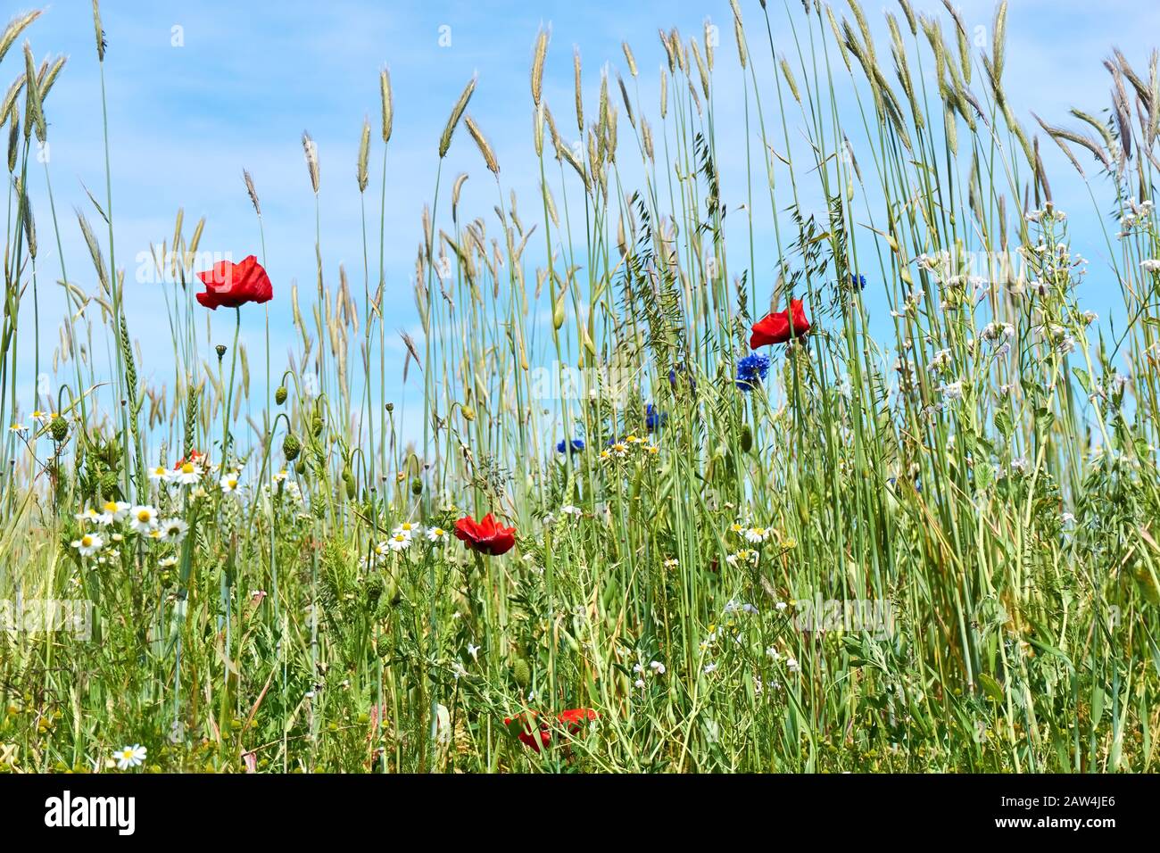 Plants a barley field cornflowers hi-res stock photography and images ...