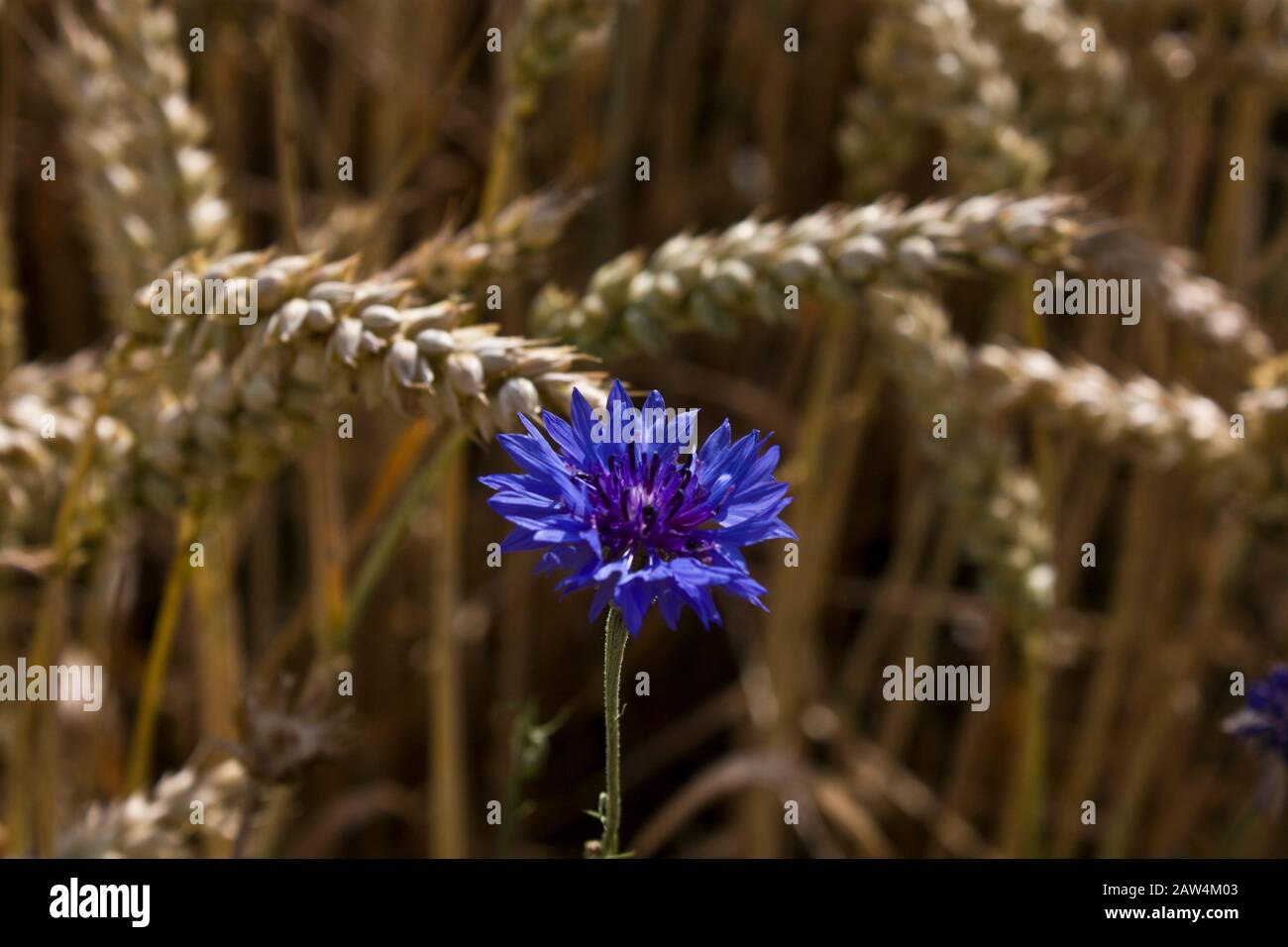 kornblume Stock Photo