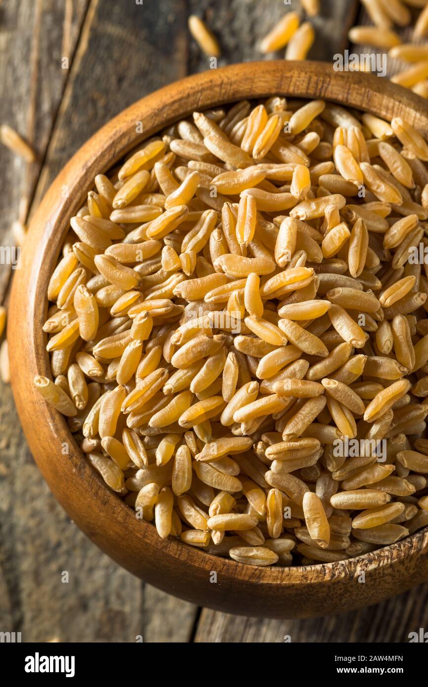 Khorasan Wheat Hi res Stock Photography And Images Alamy khorasan-wheat-hi-res-stock-photography-and-images-alamy