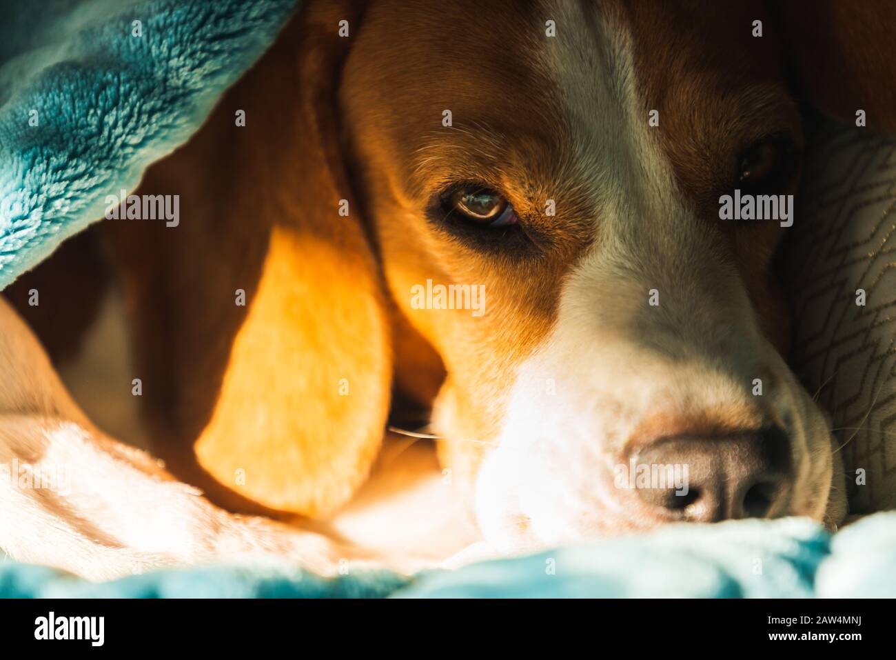 Lazy and sleepy beagle dog under a blue blanket on a bed. Sunny day at home background. Stock Photo