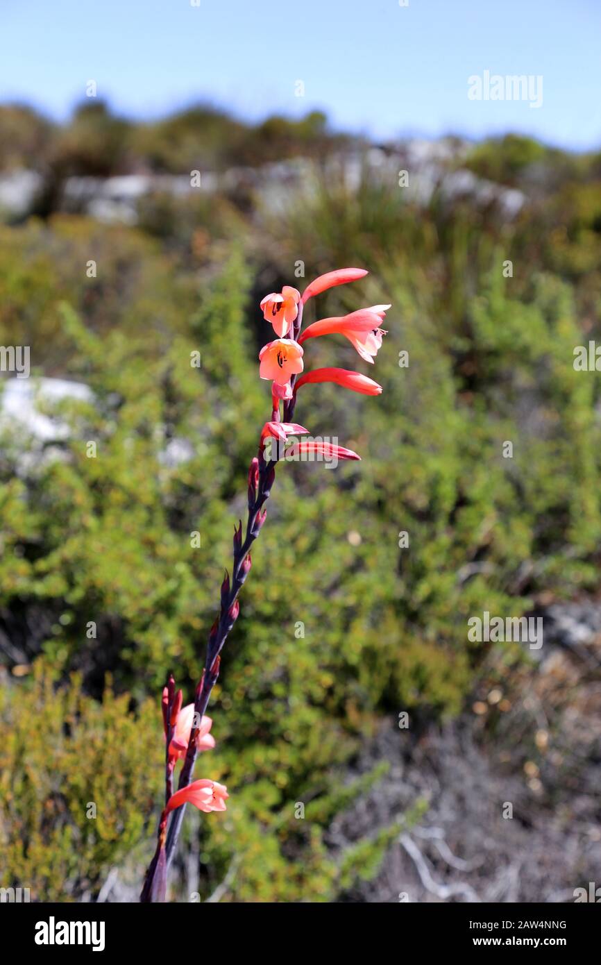 Watsonia, Table Mountain National Park, Cape Town, Table Bay, Western Cape Province, South Africa, Africa Stock Photo