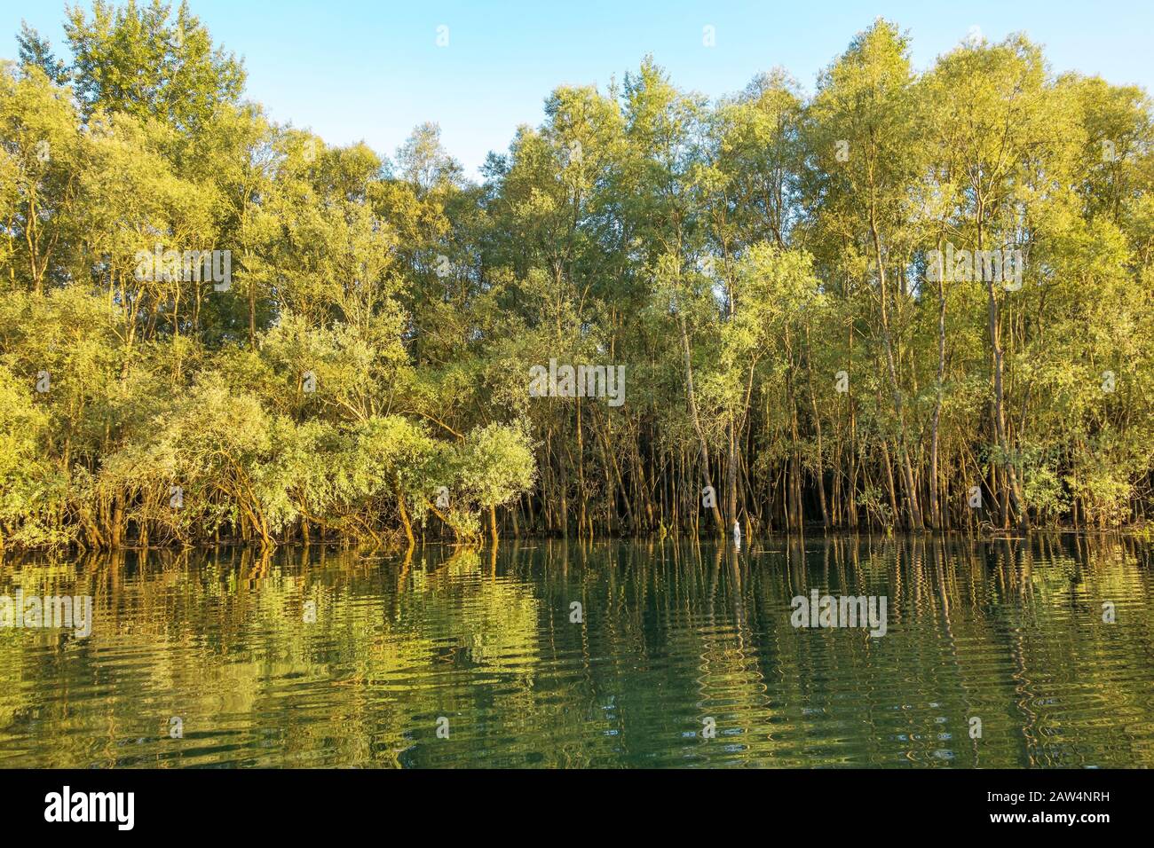 trees growing in the water Stock Photo Alamy