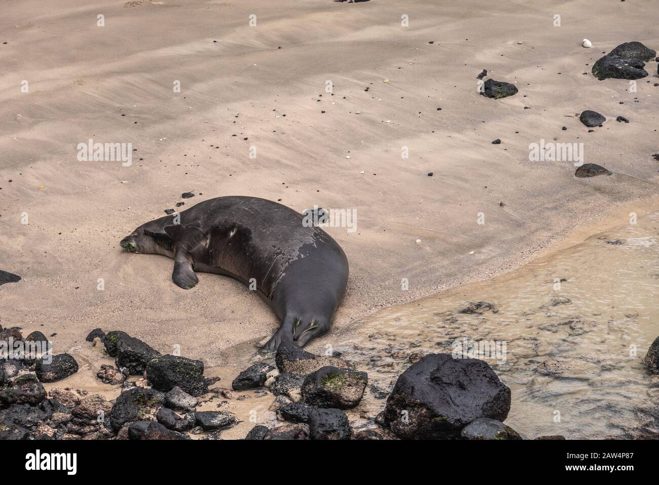 Kona, Hawaii, USA. - January 15, 2020: Black Hawaiian Monk Seal rests on small patch of yellow sand in Kailua bay, the harbor of the town. Black lava Stock Photo