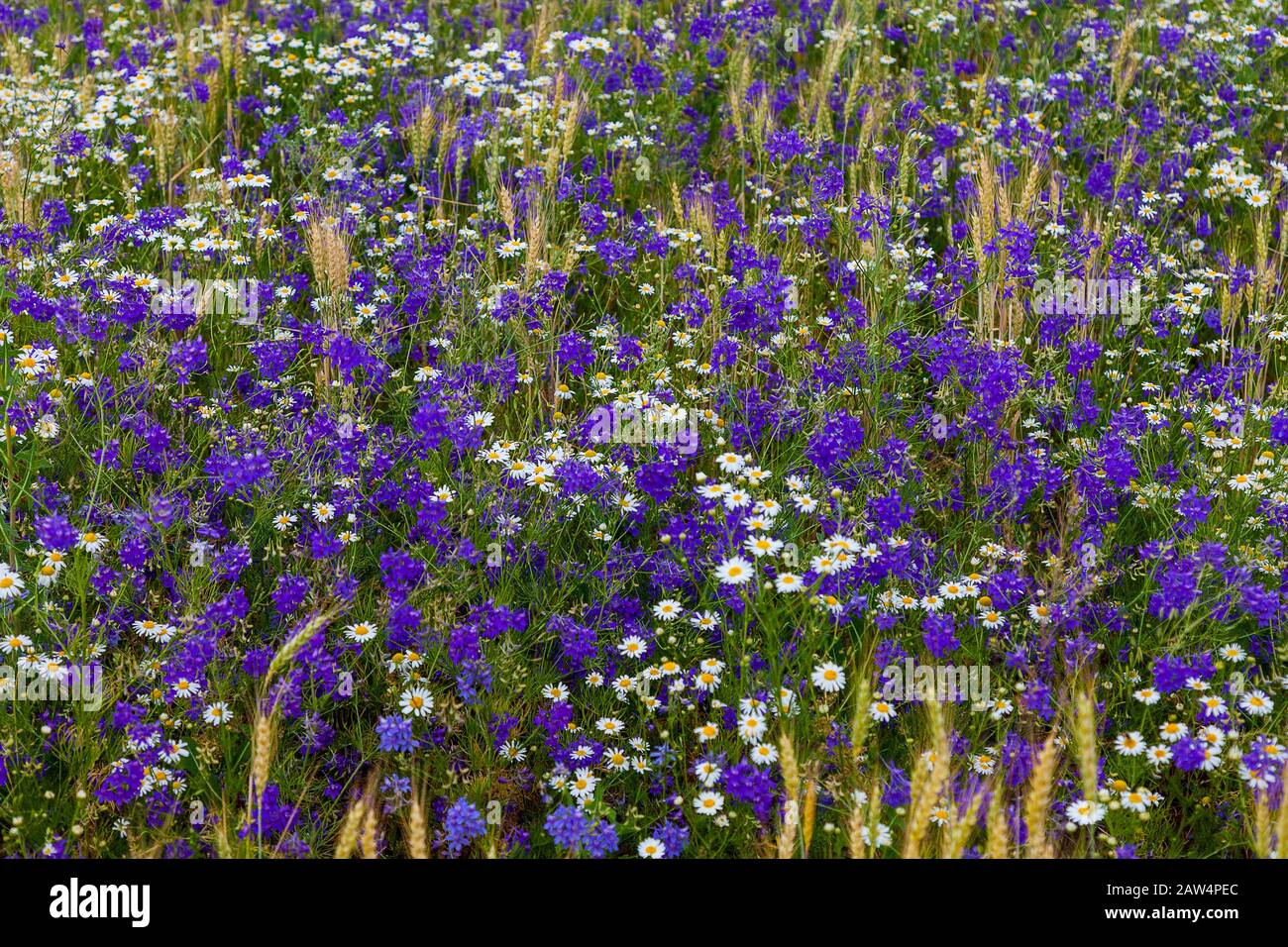 Multi colored summer flowers hi-res stock photography and images - Alamy