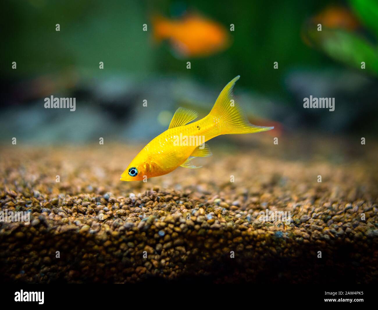 yellow molly fish (Poecilia sphenops) swimming on a fish tank Stock Photo