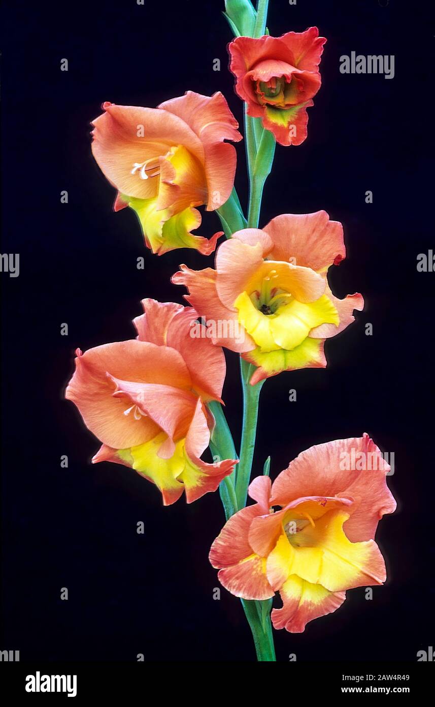 Close up of Gladioli Dancing Don yellow and pink flowers set against a black background. Stock Photo