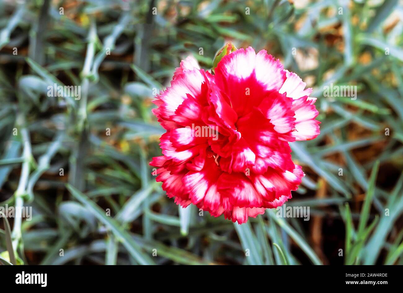 Close up of Dianthus Devon Magic flower set against background of leaves. An evergreen perennial that is fully hardy. Stock Photo