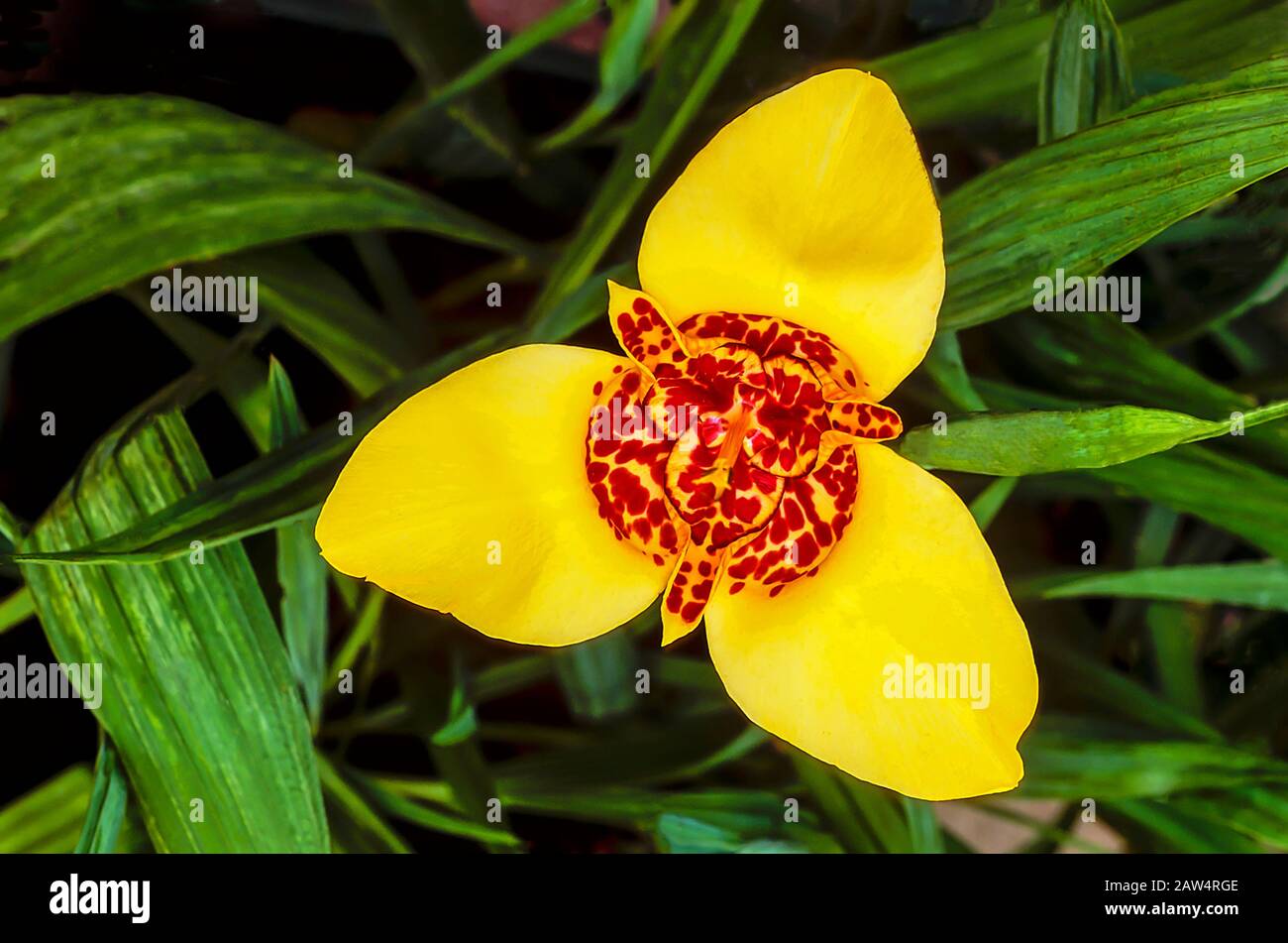 Close up of Tigridia pavonia flower against background of leaves. Other names are Peacock flower and Tiger flower. A perennial summer flowering plant. Stock Photo