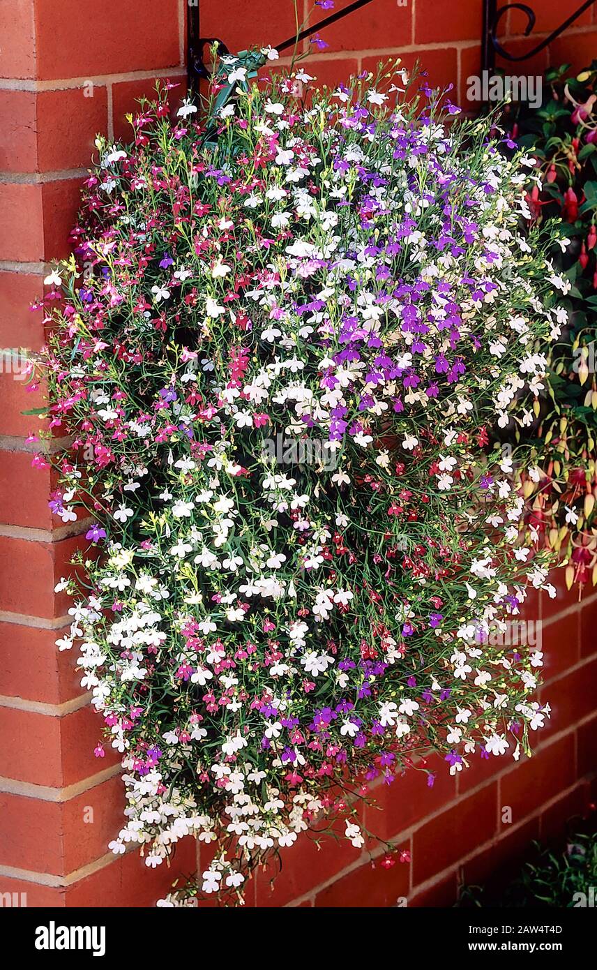 Mixed Lobelia High Resolution Stock Photography and Images - Alamy