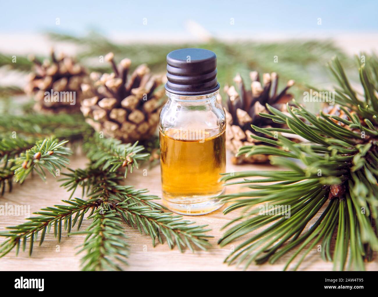 Pine and fir tree aroma oil bottle with pine tree and fir tree branches for decoration on lights wooden background. Essential oil concept. Stock Photo