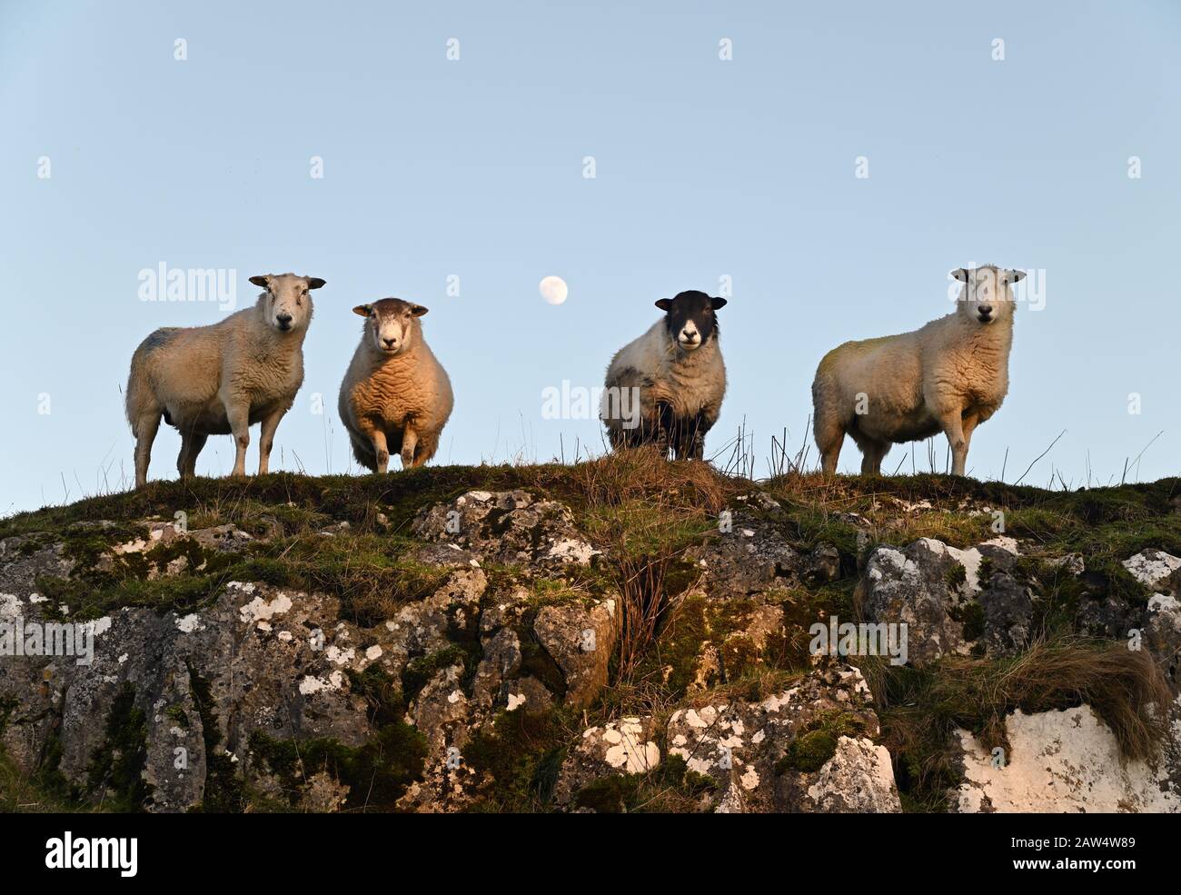A mixed-breed group of sheep on a limestone edge late on a Winter's afternoon. The moon has risen behind. Ribblesdale, Yorkshire Dales National Park. Stock Photo