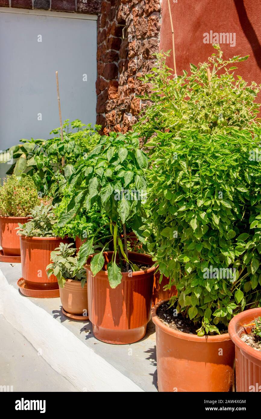 Various green herbs growing in pots in garden outdoors in sunny summer day. Hoticulture concept. Stock Photo