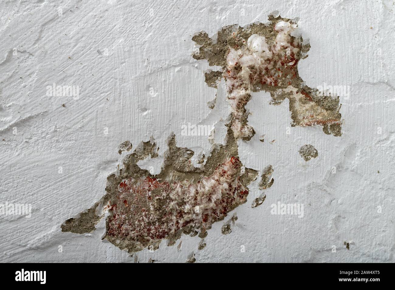 Mold On A Freshly Painted Apartment Wall The Wall Surface Was Damaged By Mold Light Background Stock Photo Alamy