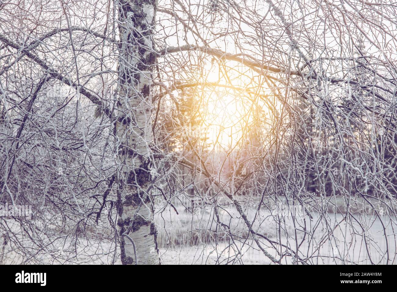 Selective focus on nordic birch tree bark trunk, sun glowing through frosty tree branches by lake in cold winter morning. Stock Photo