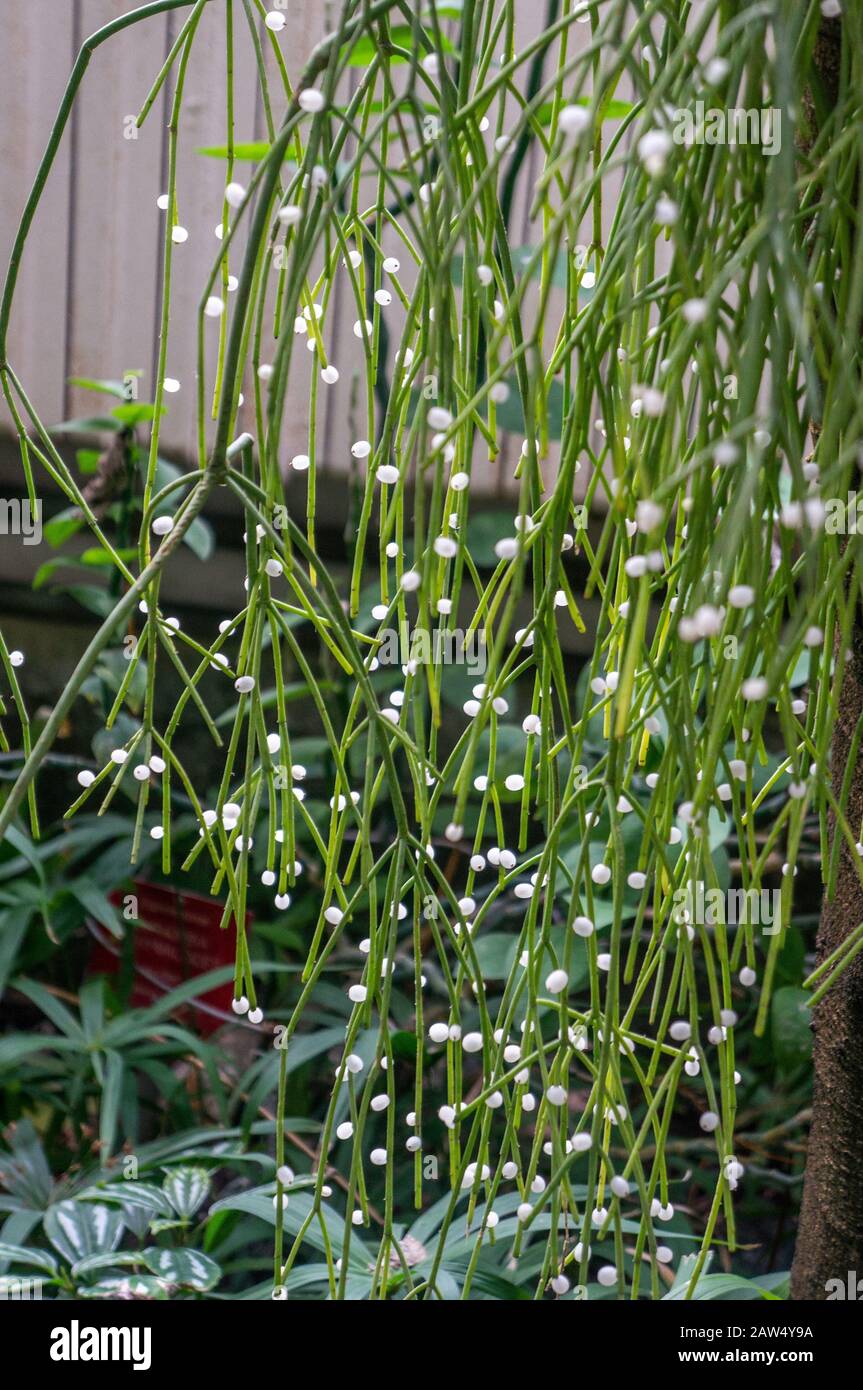 Green mistletoe cactus 'Rhipsalis baccifera'  hanging with white translucent berries. Bright sunlight streaming in from the back Stock Photo