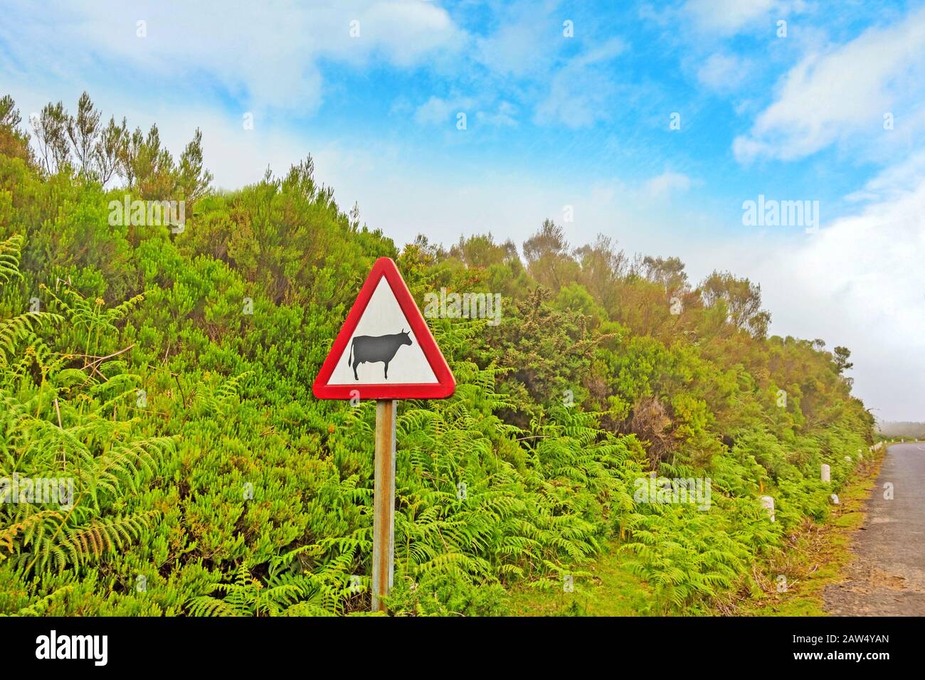 Cow warning road sign Stock Photo - Alamy