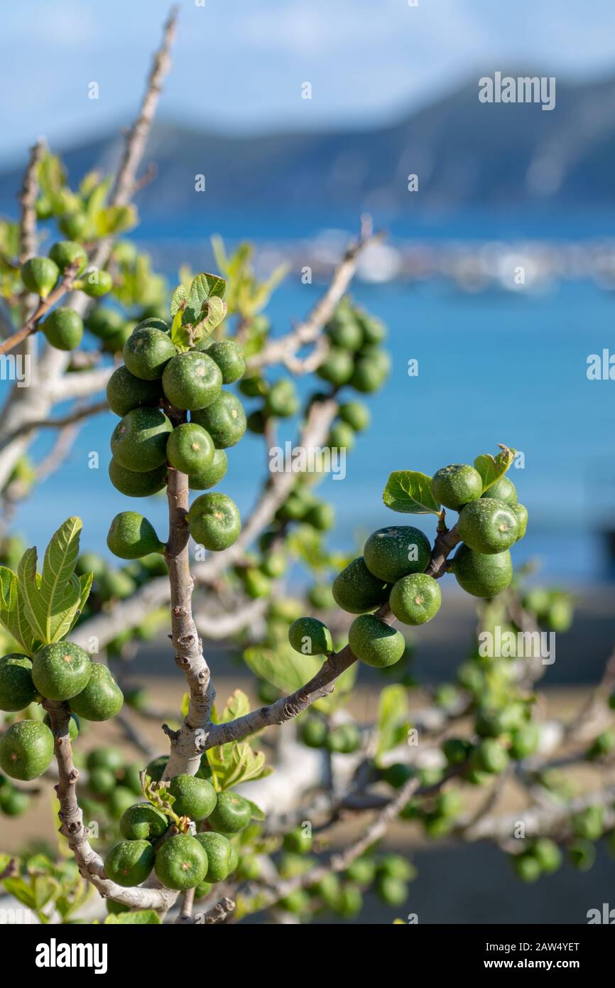 Green unripe fig fruits growing on tree close up Stock Photo Alamy