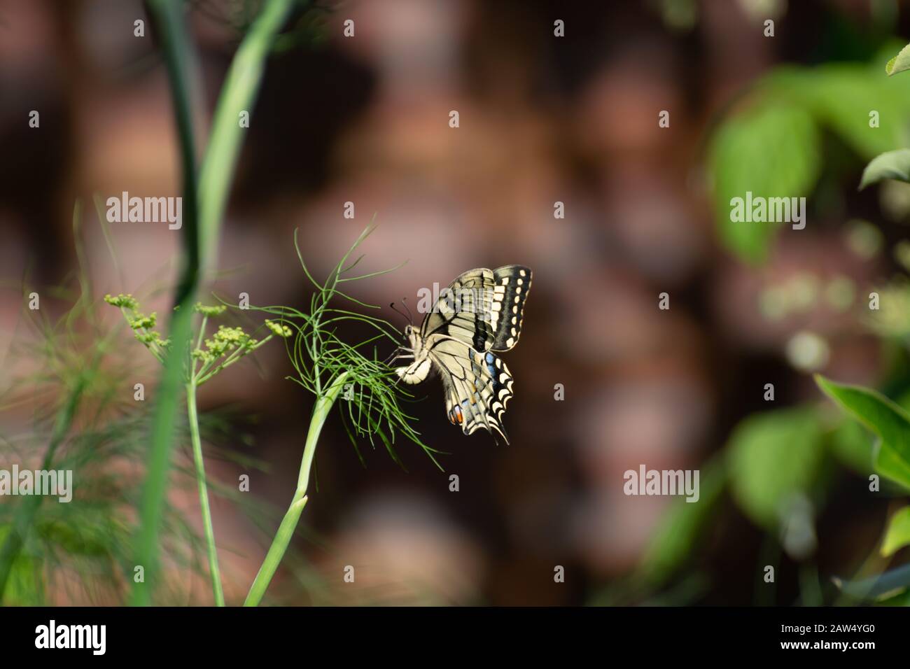 Colorful butterfly sitting on green fennel plant close up Stock Photo