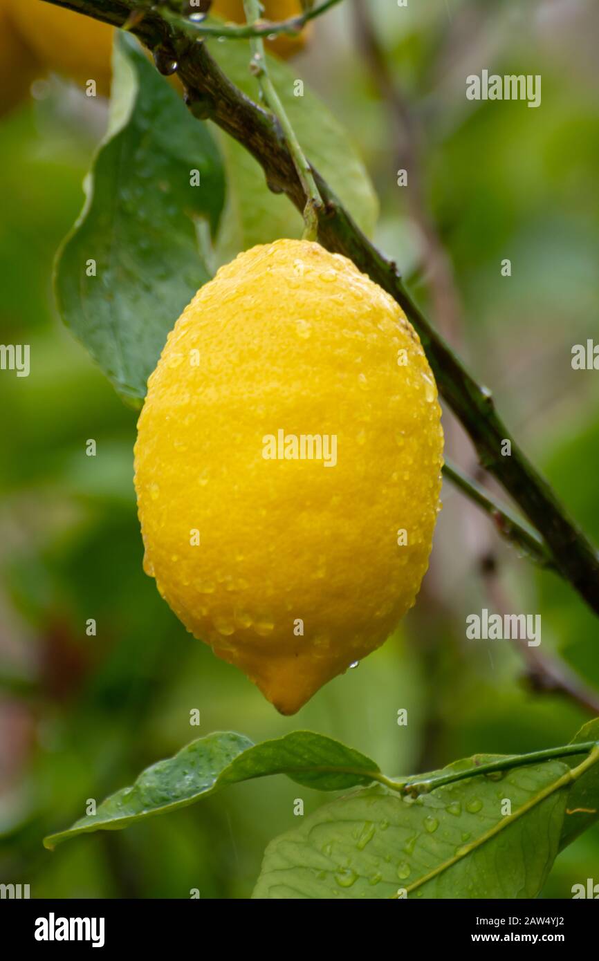 Ripe yellow lemons citrus fruits growing on thee in Greece Stock Photo