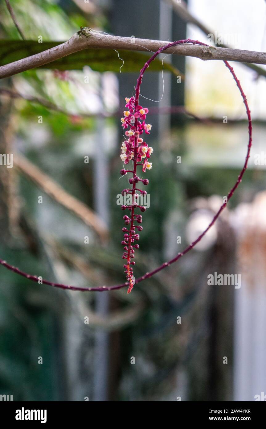 Macro shot of dark pink 'Trichostigma peruviana' vine with small flowers on tropical background. Vine wrapped around branch shot in natural sunlight Stock Photo